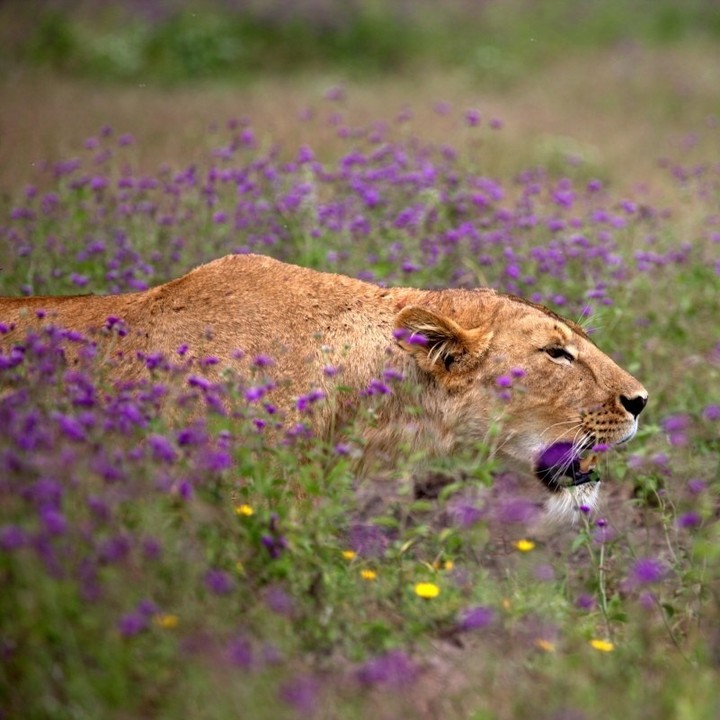 Can You Charge Your Camera and Phone on a Tanzania Safari?