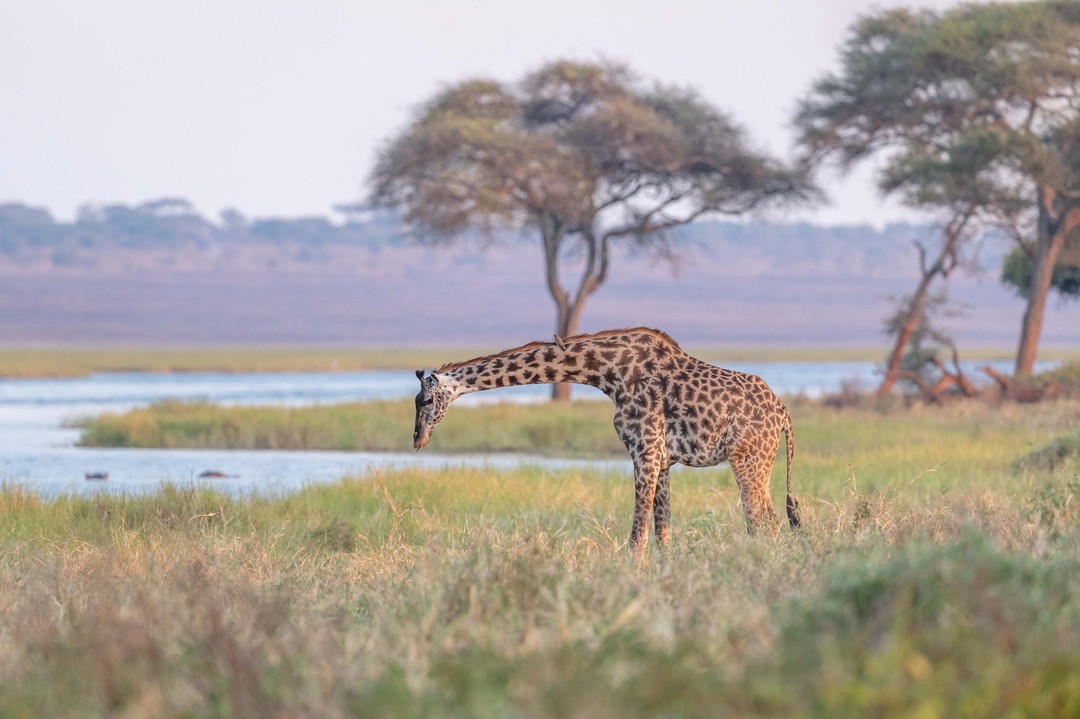 Can You Use the Internet on a Tanzania Safari?