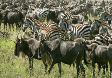 4-day Luxury Safari in Tanzania