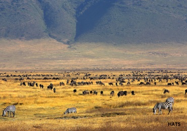 5-day Luxury Safari in Tanzania