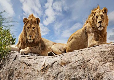 6 Day Luxury safari in Tanzania