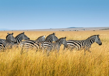 7-day Luxury Safari in Tanzania