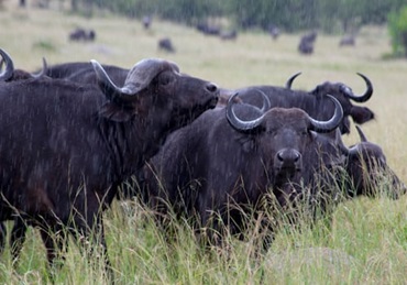 8-day luxury Safari in Tanzania