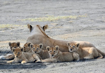 9-day Luxury Safari in Tanzania