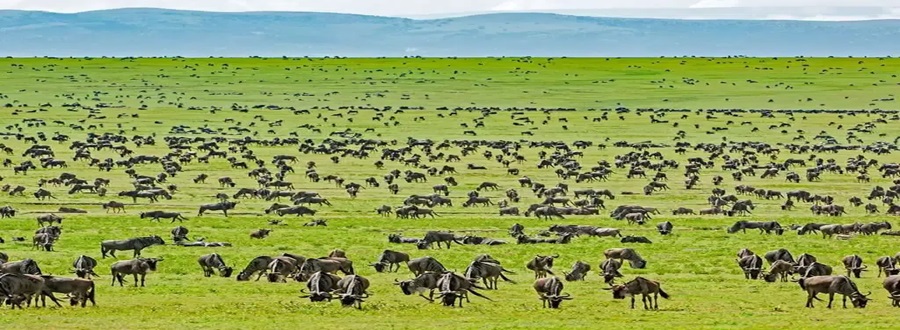 Tanzania Safaris