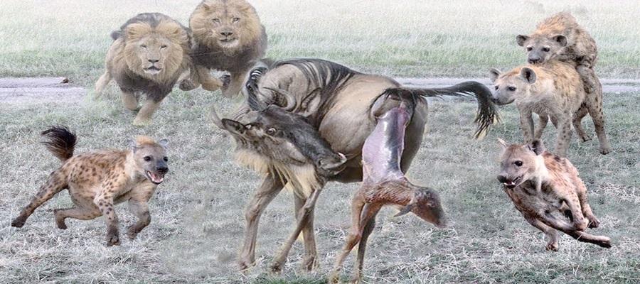 Discover Tanzania with Hill Trust's local team
