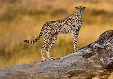 Luxury Safari in Tanzania