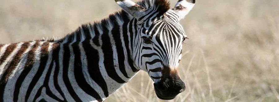 Tanzania Budget Safari in Tanzania