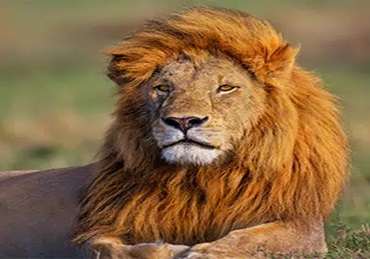 3-Day Luxury Safari (Serengeti, Lake Manyara & Ngorongoro Crater)