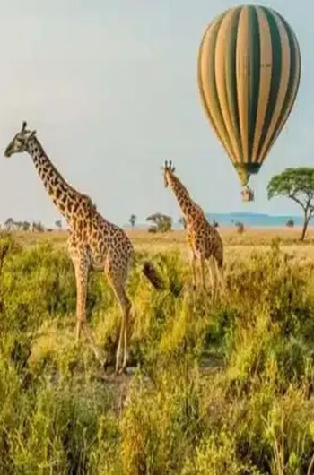 Honeymoon Safari